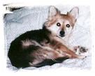 In Memory of Pooch: 1986-2001
